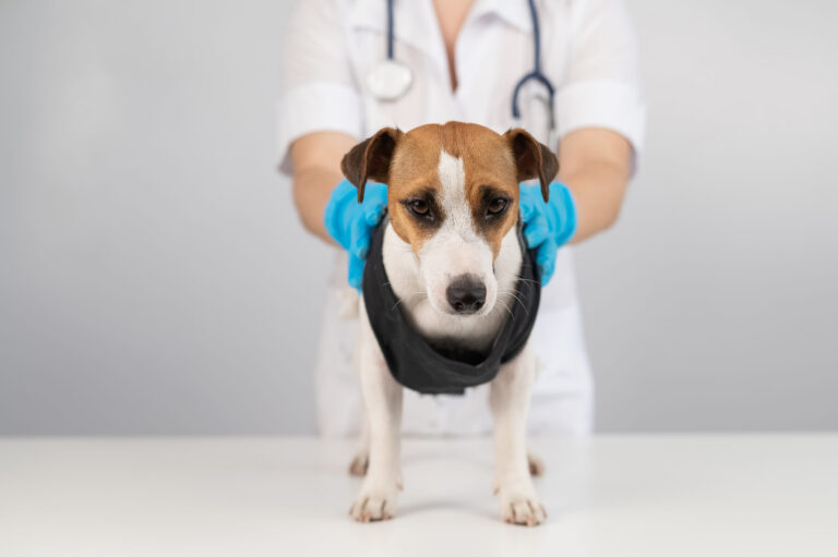 Traitement : comment soigner une ataxie chez le chien ?