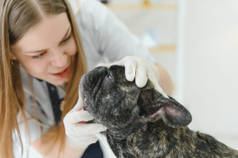 Comment soigner la trachéite chez le chien ?
