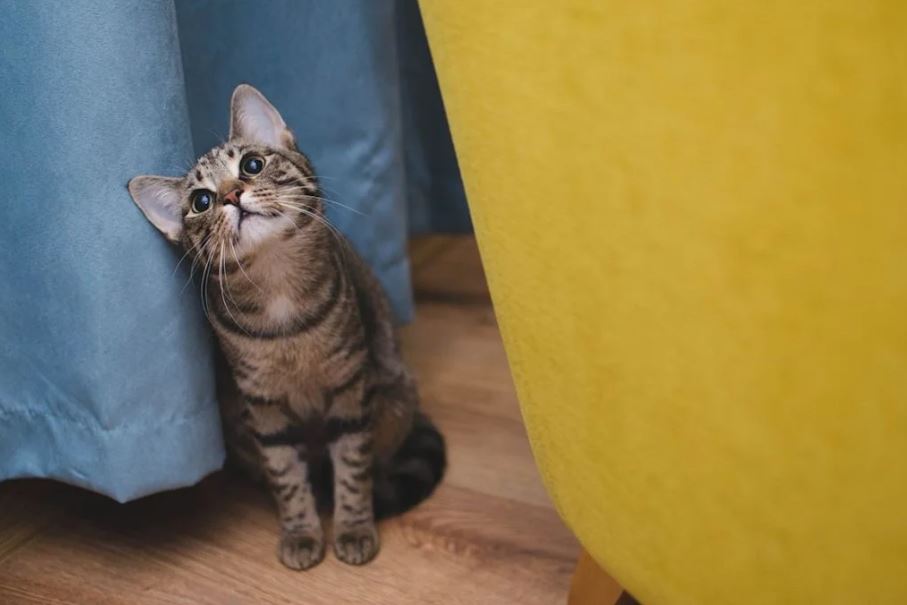 Kitten zit op de vloer