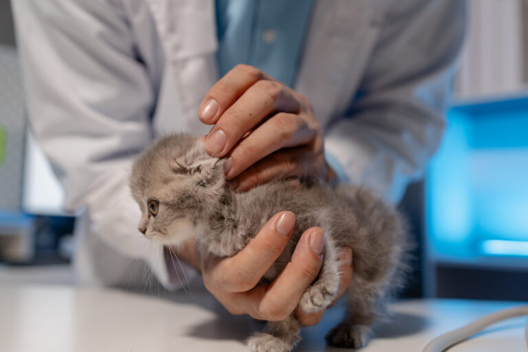 Comment reconnaître une otite chez le chaton ?