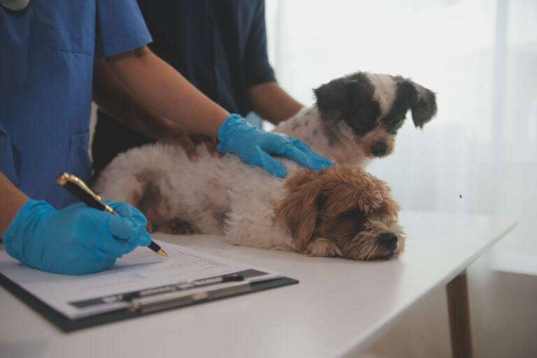 Les calculs urinaires chez le chien : soigner et prévenir