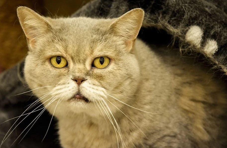  Grijze kat kijkt naar camera