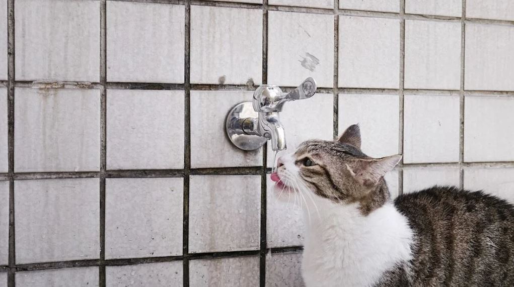 Kat drinkt uit een kraan