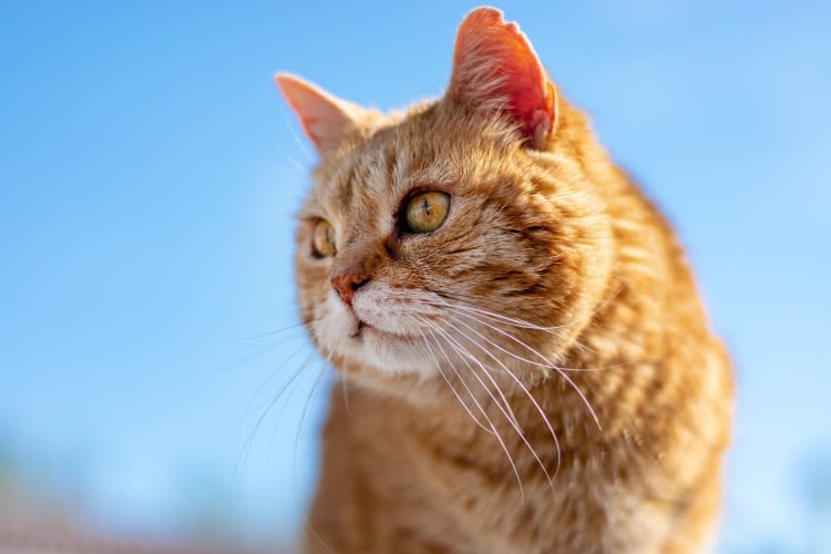 Que faire en cas de coup de chaleur chez le chat ?