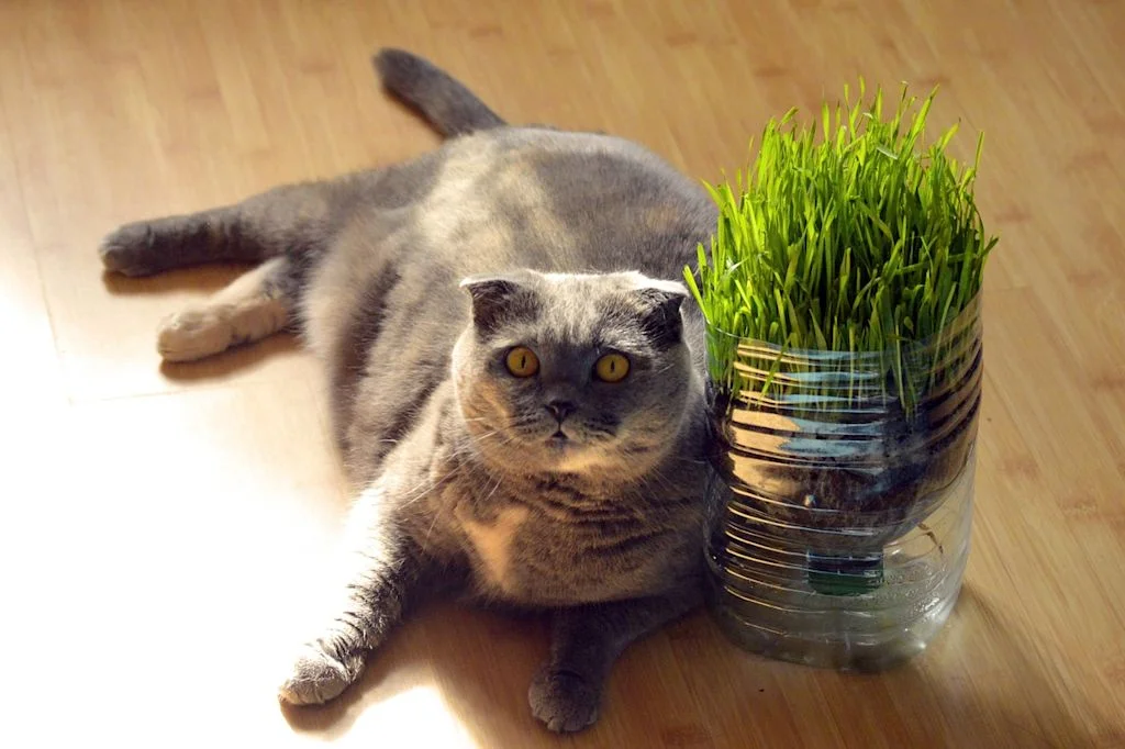 herbe à chat