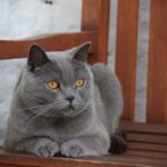 Liggende Chartreux