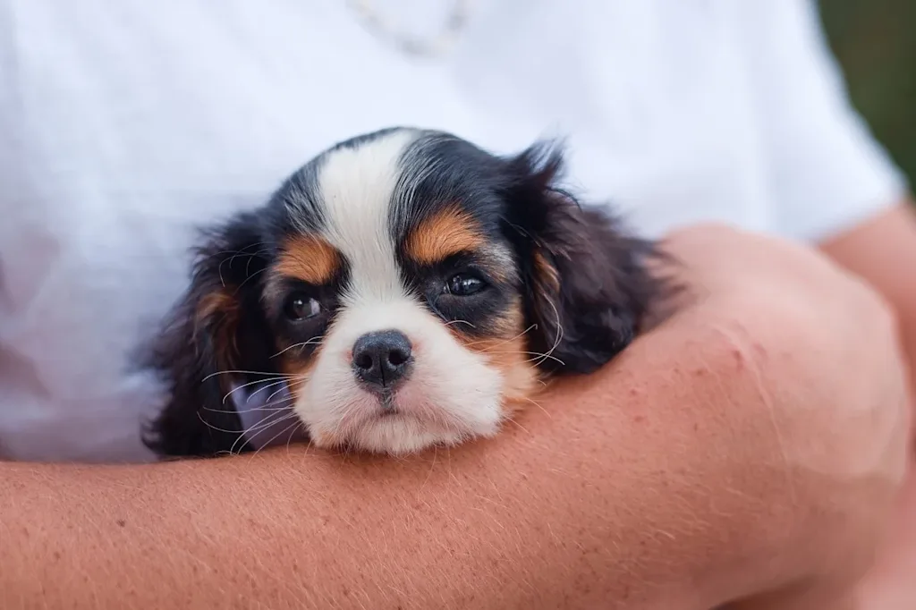 chiot ckc tricolore