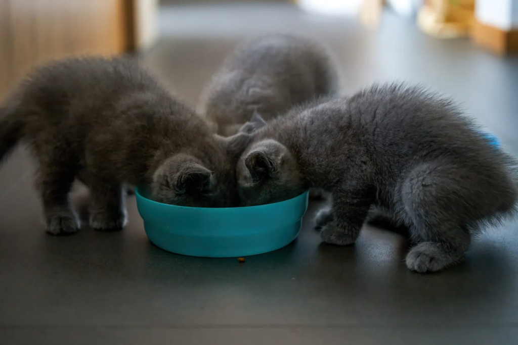 Drie Chartreux kittens