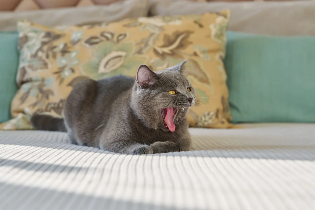 Gapende Chartreux
