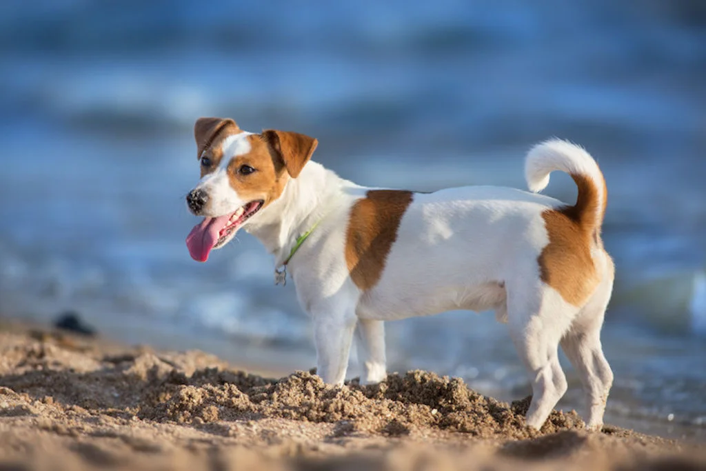 Hond is op het strand