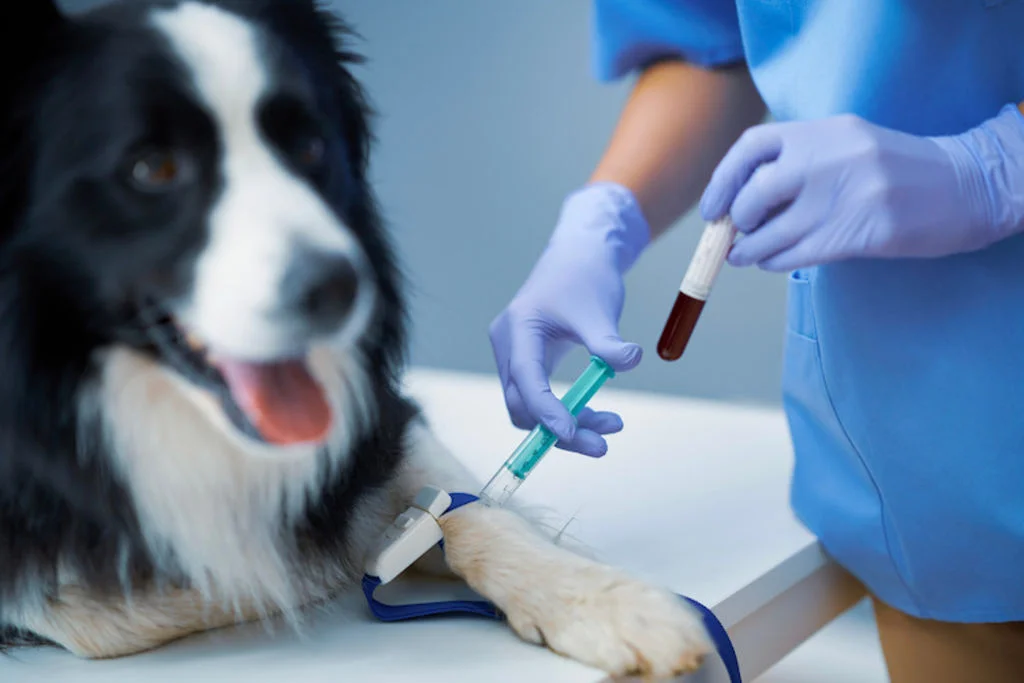 Dierenarts neemt bij hond bloed