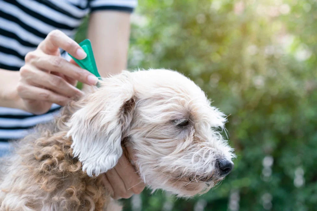 Baasje geeft hond een pipetje