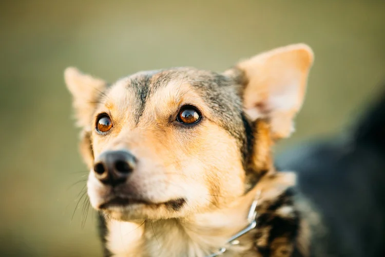 Close-up van ogen van hond
