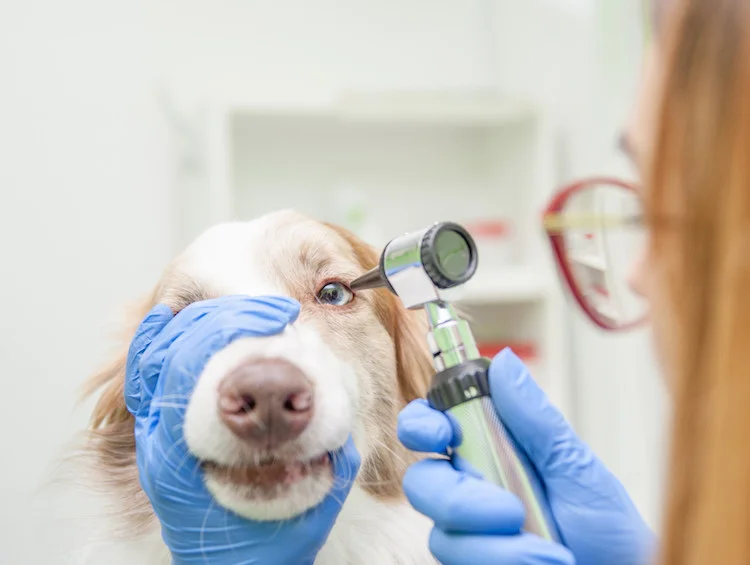 Dierenarts onderzoekt ogen van hond