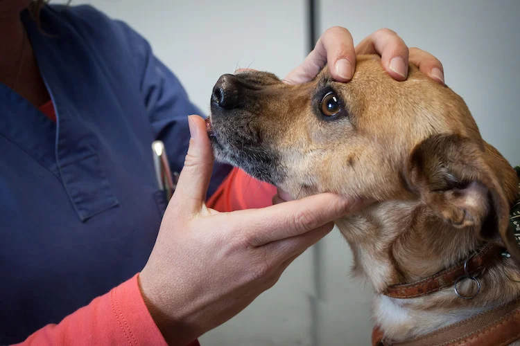 Een dierenarts onderzoekt een hond