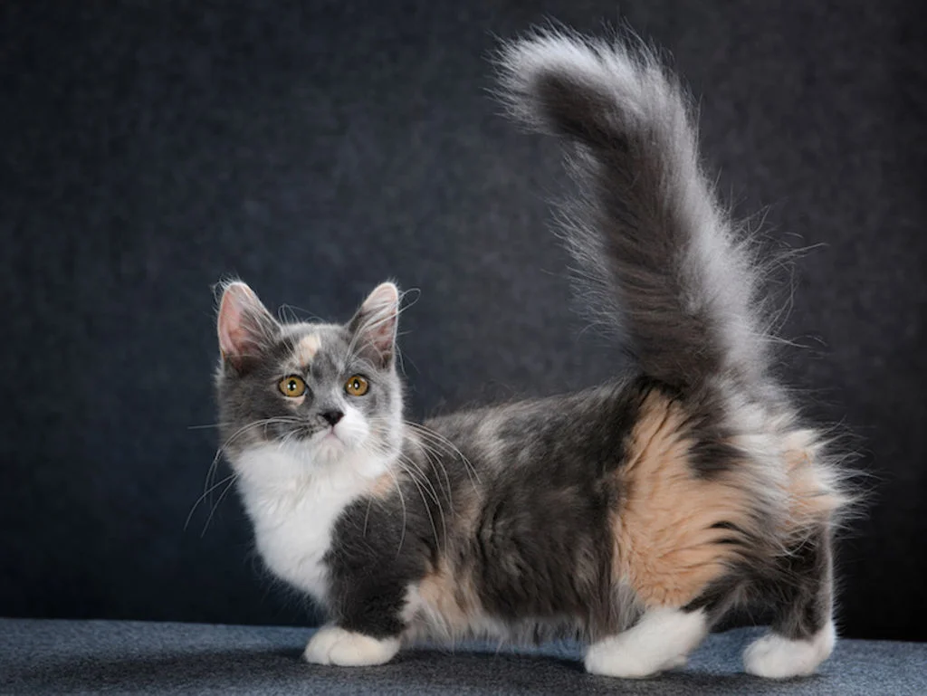Langharige Munchkin 