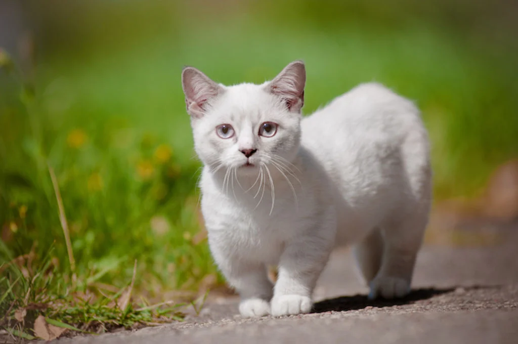 Witte Munchkin 