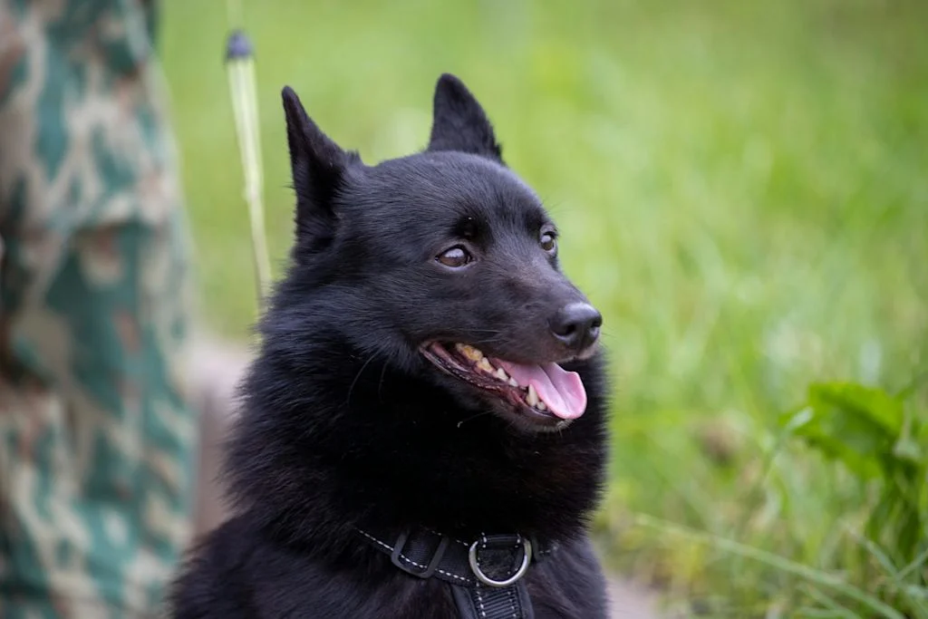 Schipperke met zwarte halsband