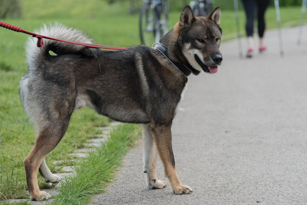 Shikoku aan de leiband