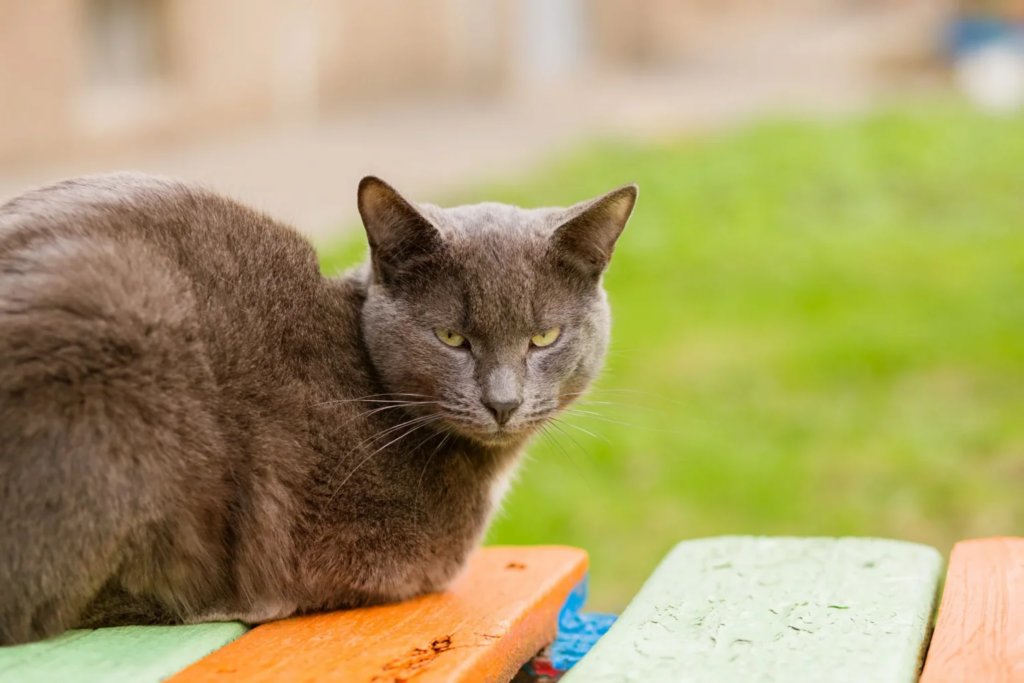 Chartreux ligt buiten