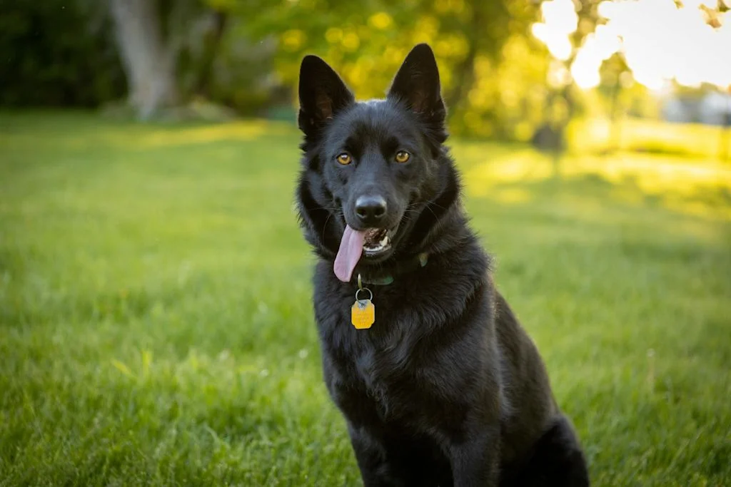 Schipperke met open bek