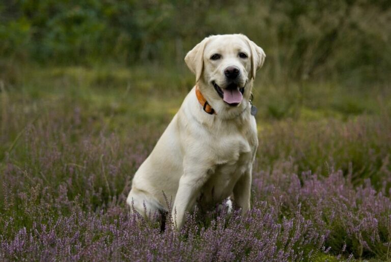 Les flatulences chez le chien : questions réponses
