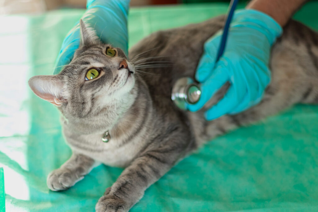 L&rsquo;œdème pulmonaire chez le chat : une urgence vitale