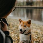Hond zit bij baas