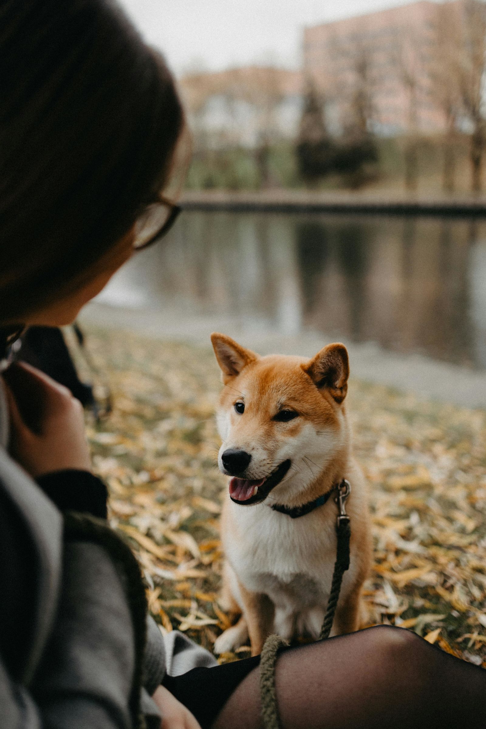 Hond zit bij baas