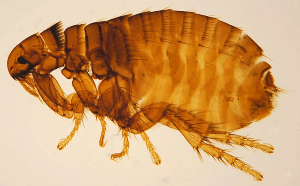 puce microscope