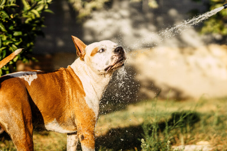 Comment protéger son chien contre la canicule ?