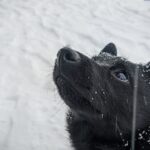 Schipperke in de sneeuw