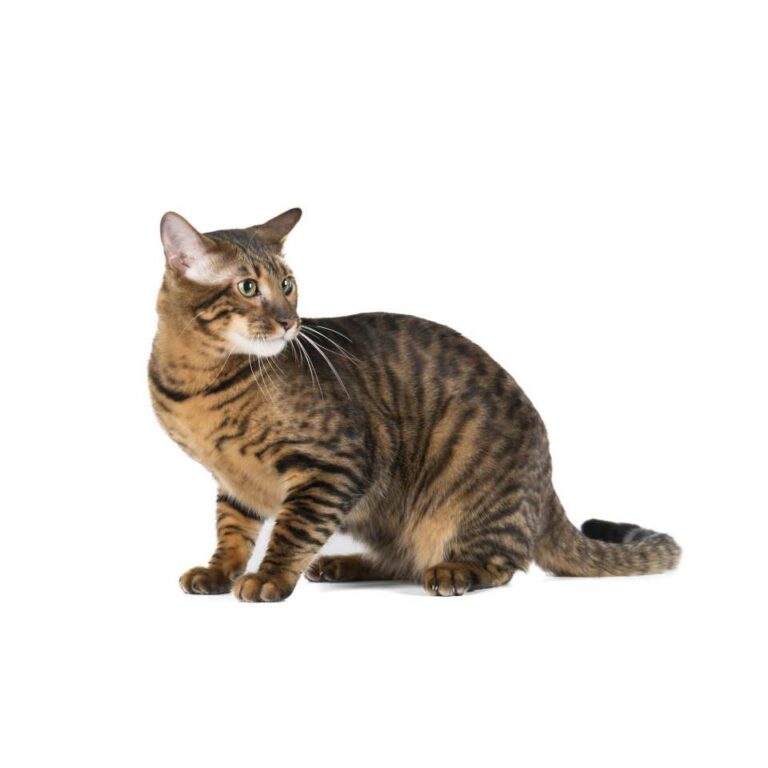 Toyger