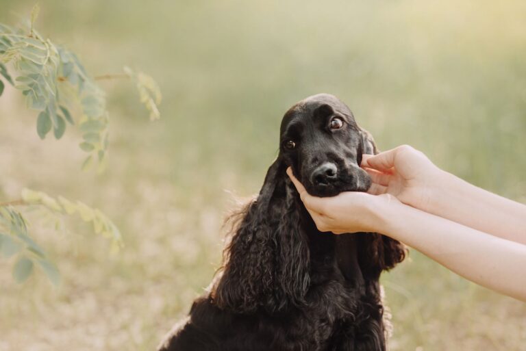 Otite chez le chien : la reconnaître et la traiter