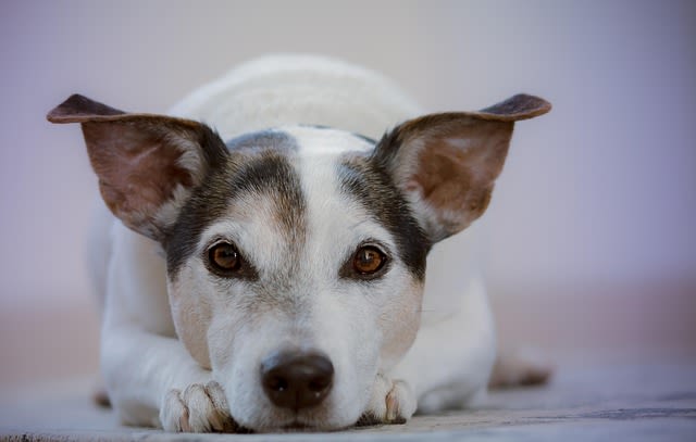 Races de chiens qui vivent le plus longtemps