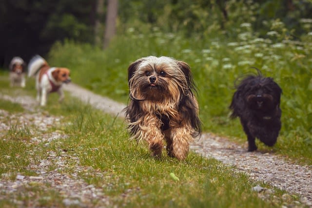 Races de petits chiens calmes