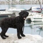 chien portugais noir