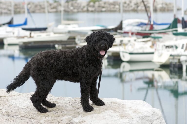 Races de chiens portugais