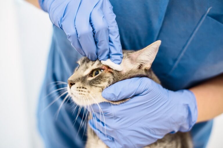 Wat moet je doen als je kat een abces heeft?