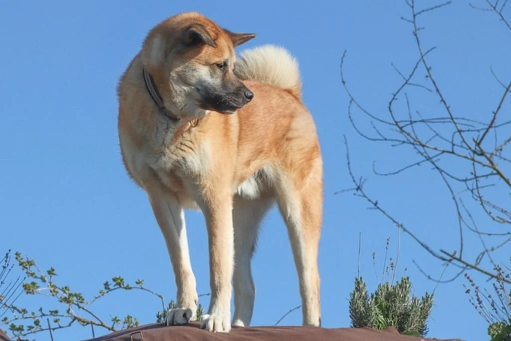 Akita inu