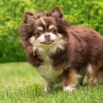 Foto van een kleine hond