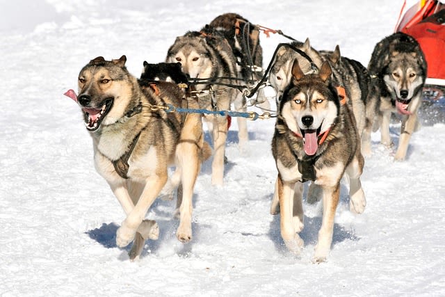 Races de chiens nordiques