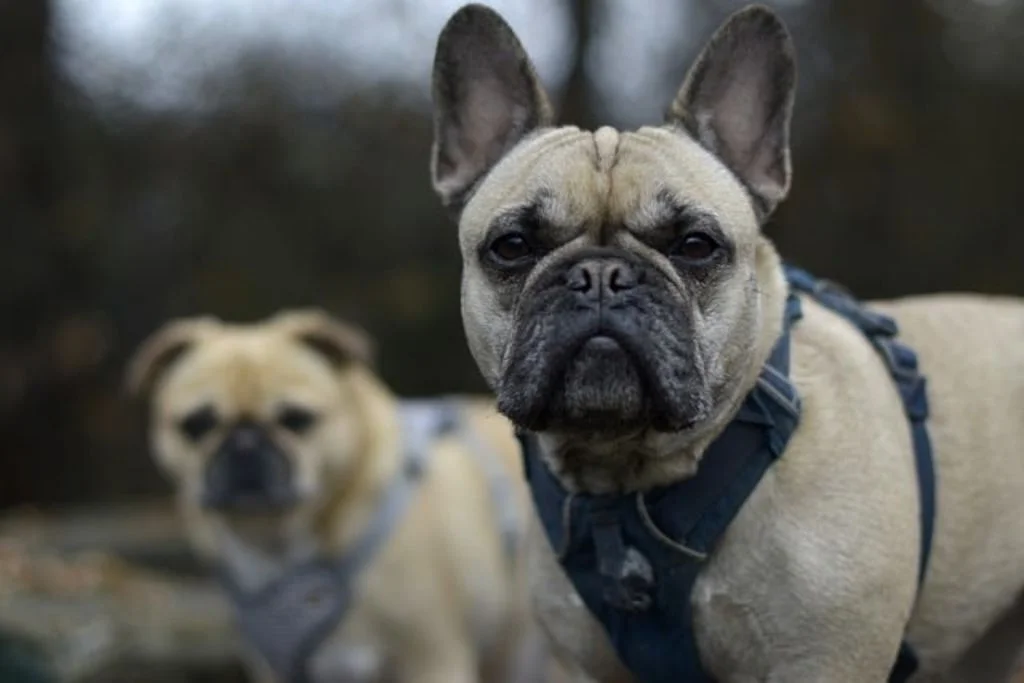 Chien Bouledogue français