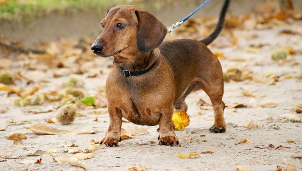 Chien Teckel poils ras