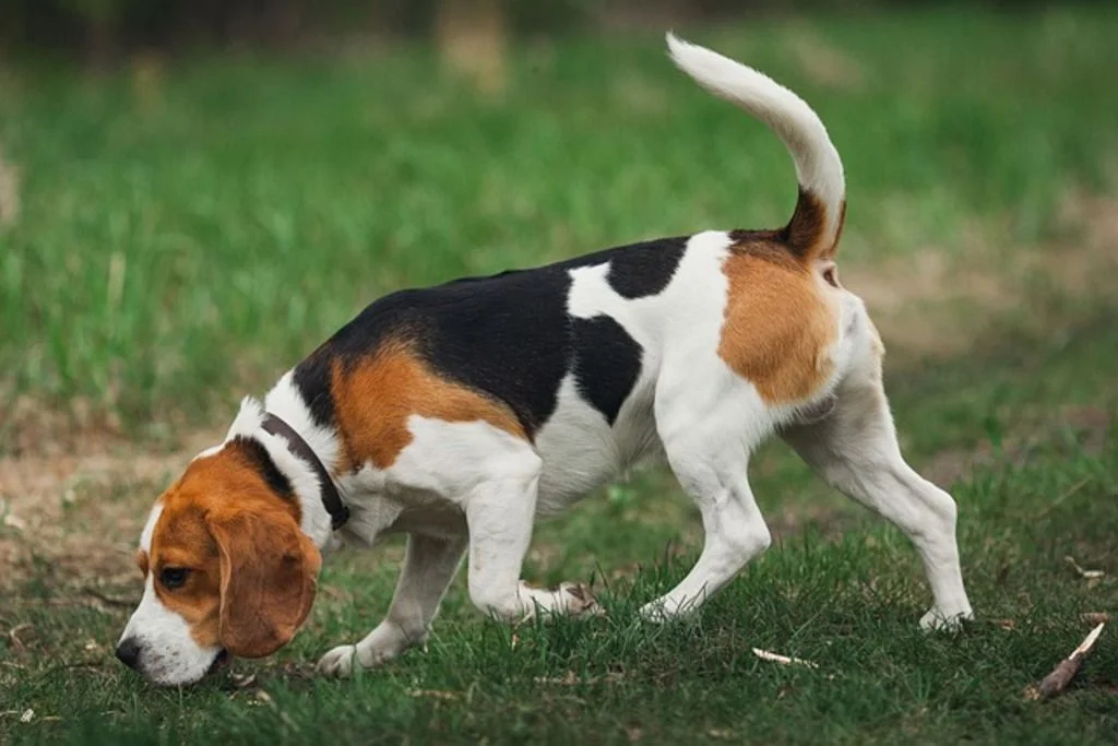 Chien poils ras Beagle