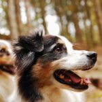 Twee honden in een bos