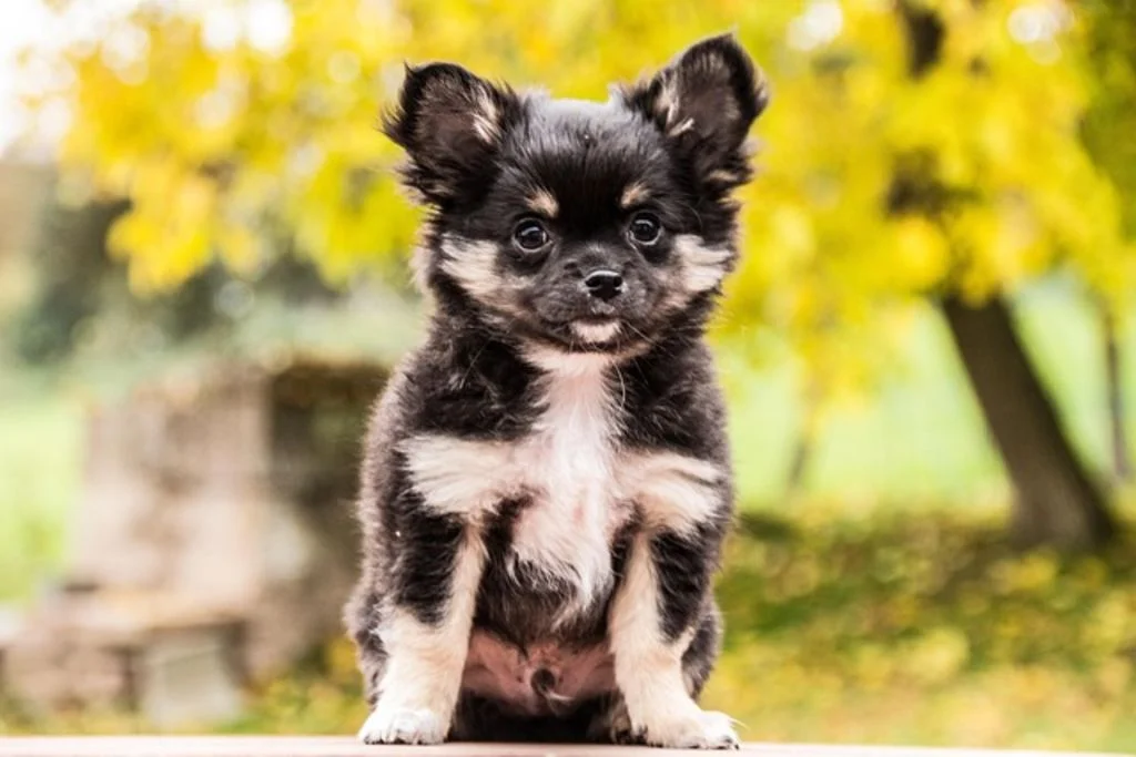chihuahua noir