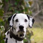 Dalmatien Noir Et Blanc