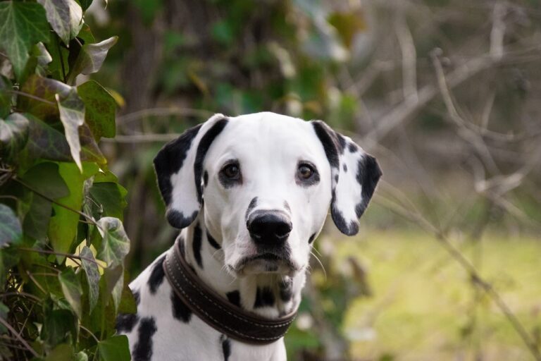 Races de chiens noir et blanc