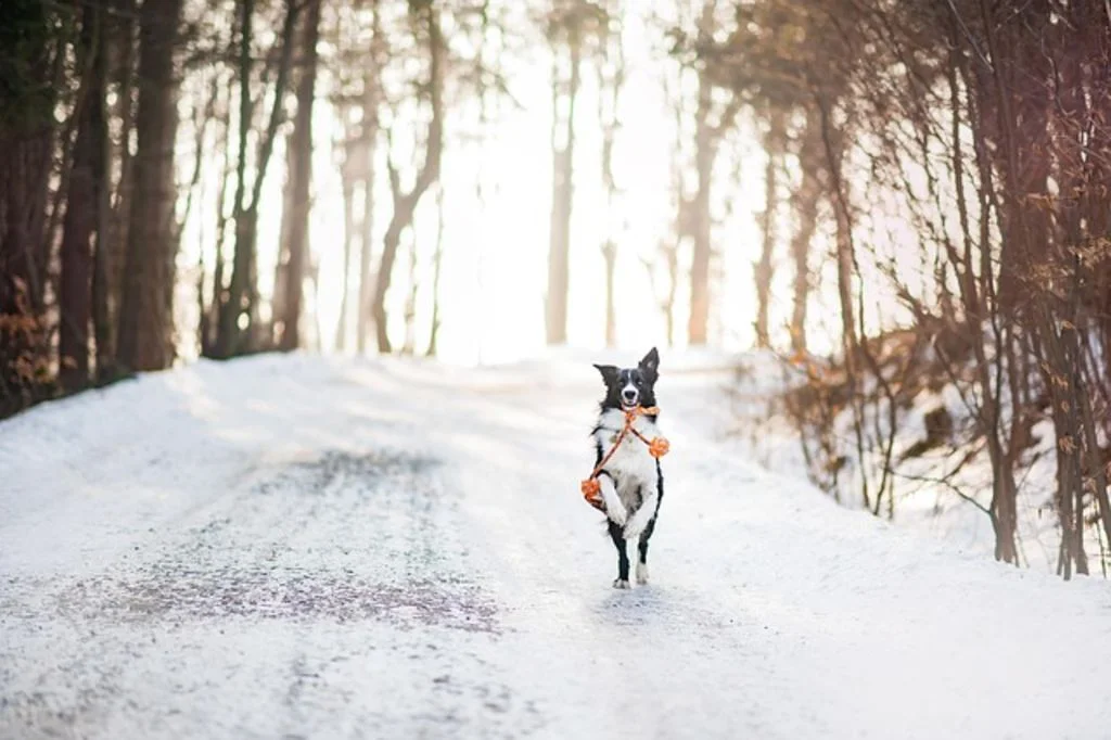 Chien dans le froid